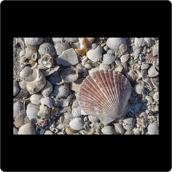 Seashells, Honeymoon Island State Park, Dunedin, Florida, USA