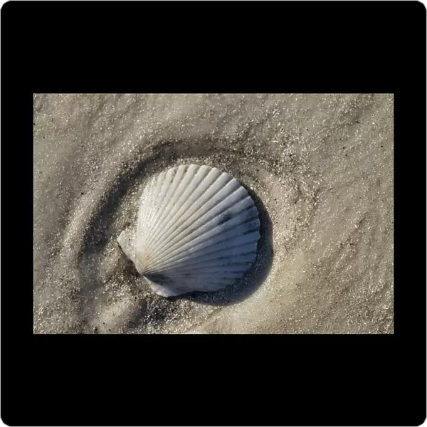 Seashell, Honeymoon Island State Park, Dunedin, Florida, USA