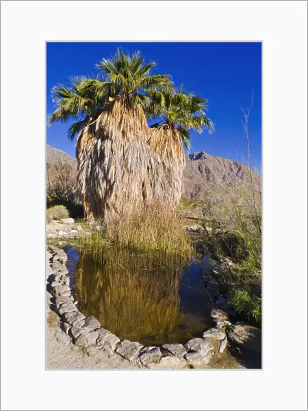 Palm oasis at the visitor center, Anza-Borrego Desert State Park, California, USA