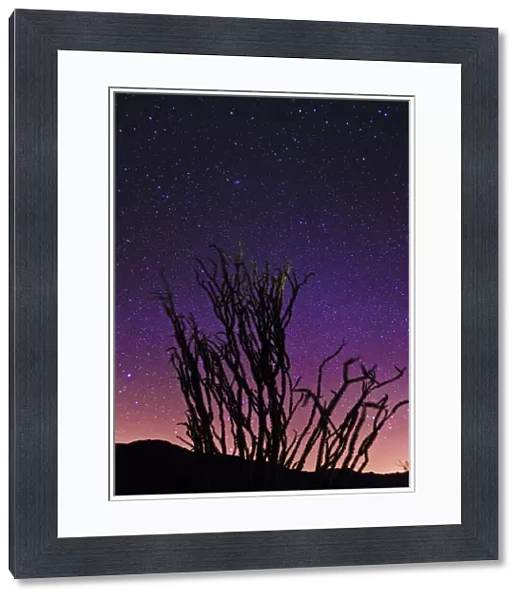 Ocotillo under the Milky Way, Anza-Borrego Desert State Park, California, USA