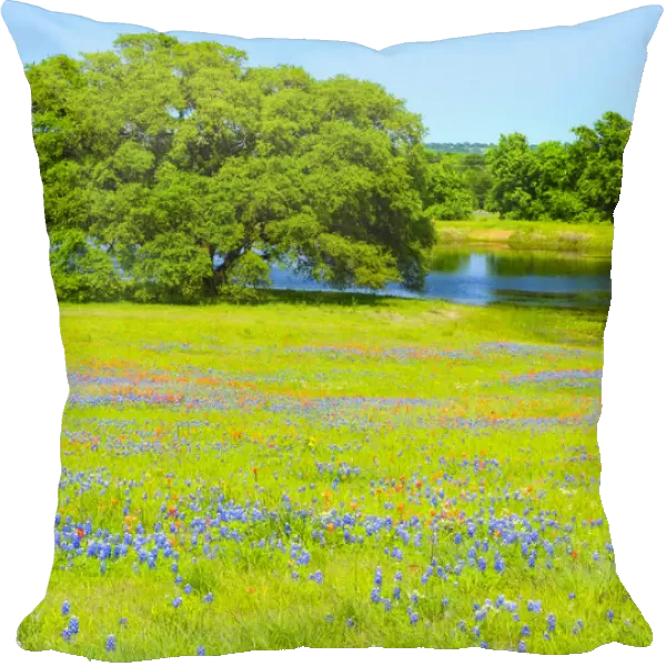 Springtime wildflower field near Independence and Highway 390 with oak tree and pond