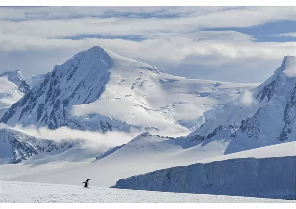 Antarctic Peninsula, Antarctica, Damoy Point. Gentoo penguin, mountain landscape