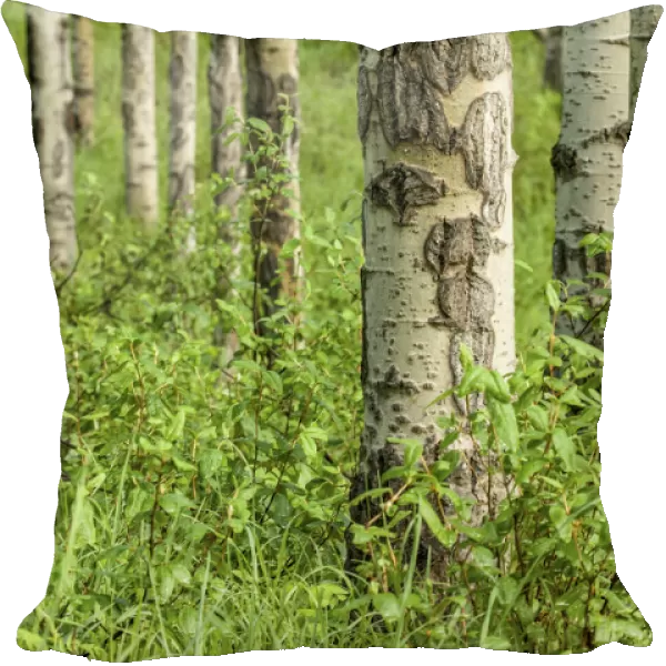 Jasper, Alberta, Canada. Grove of water birch or red birch trees (Betula occidentalis)