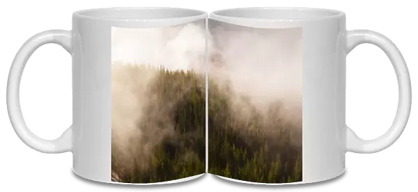 Mist over the trees in Squamish, British Columbia, Canada