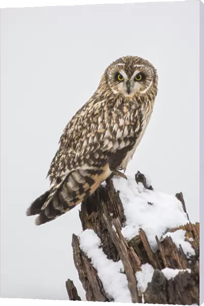 Canada, British Columbia, Boundary Bay. Short-eared owl perched on driftwood in winter