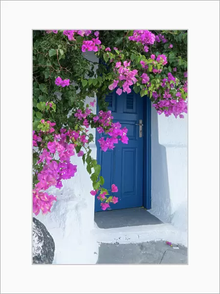 Greece, Santorini. A picturesque blue door is surrounded by pink bougainvillea in Firostefani