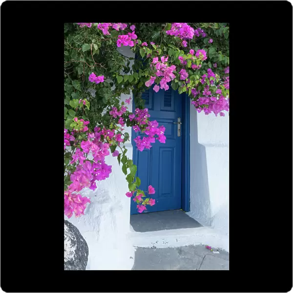 Greece, Santorini. A picturesque blue door is surrounded by pink bougainvillea in Firostefani