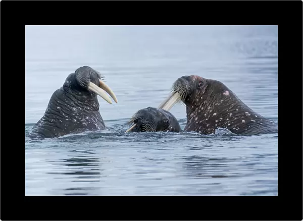 Svalbard, Spitsbergen. Three walrus playing together in the water