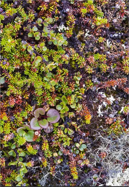 Greenland. Qeqertaq. Dwarf birch, lichen, and large flowered wintergreen