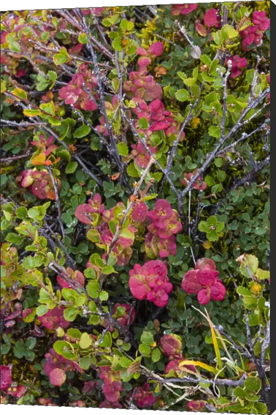 Greenland, Eqip Sermia. Dwarf birch and other tundra plants