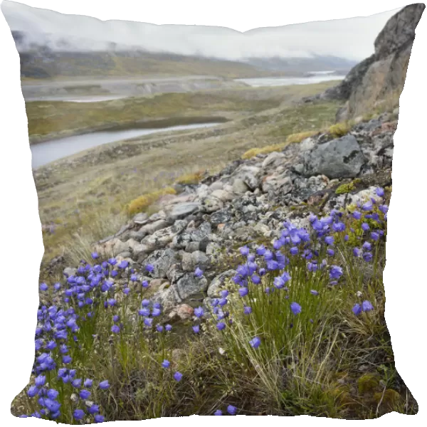 Harebell or Bluebell, background is tundra with braided river and delta near Eqip