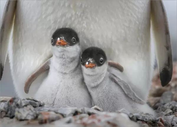 Antarctic Peninsula, Antarctica, Jougla Point. Gentoo penguin chicks