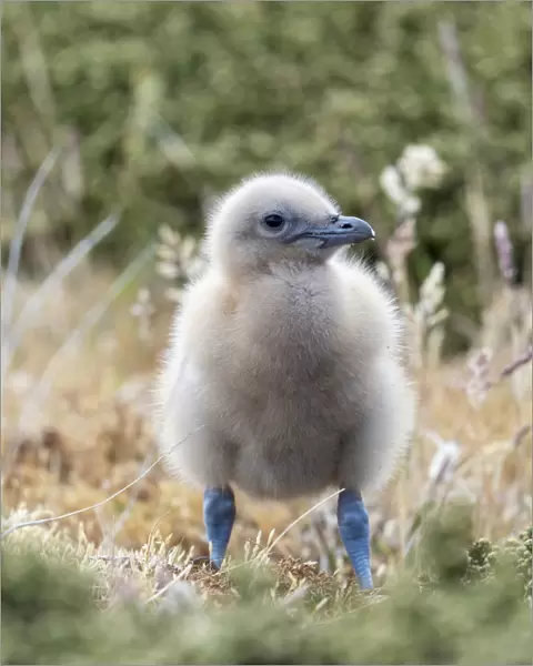 Falkland skua or brown skua chick. They are the great skua of the southern polar