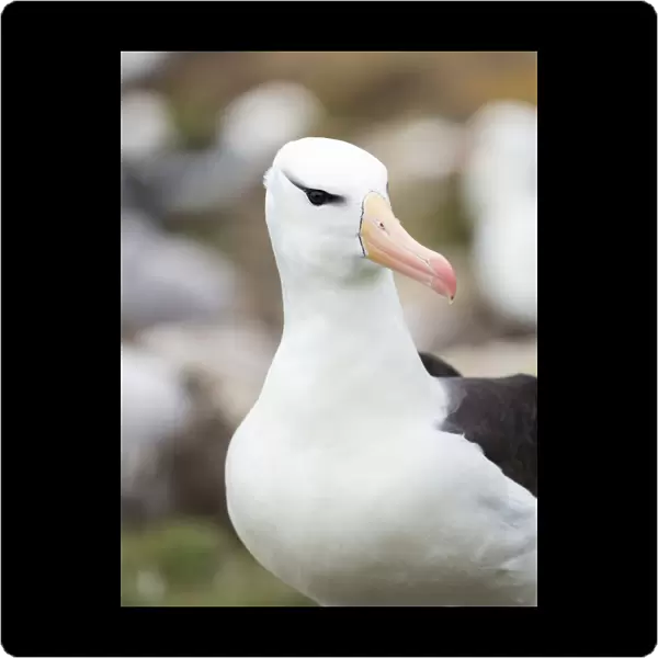 Black-browed albatross or black-browed mollymawk, Falkland Islands