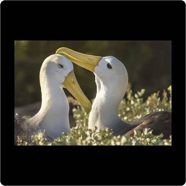 Ecuador, Galapagos Islands, Espanola Island. Waved albatrosses courting