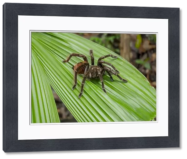 Amazon National Park, Peru. Giant black and red jungle tarantula (Pamphobeteus petersi)