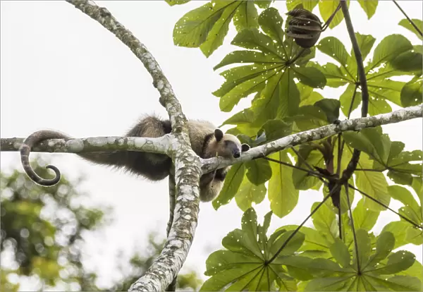 Costa Rica, Lake Arenal. Northern tamandua anteater in tree