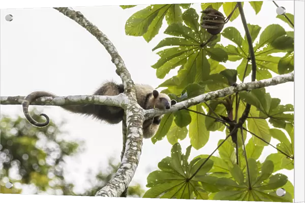 Costa Rica, Lake Arenal. Northern tamandua anteater in tree