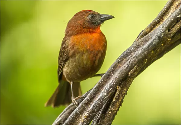 Costa Rica, Sarapique River Valley. Red-throated ant tanager bird on tree. Credit as