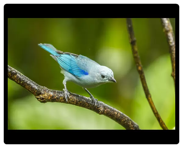 Costa Rica, Sarapique River Valley. Blue-grey tanager on limb