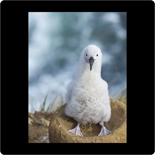 Black-browed albatross chick on tower-shaped nest, Falkland Islands