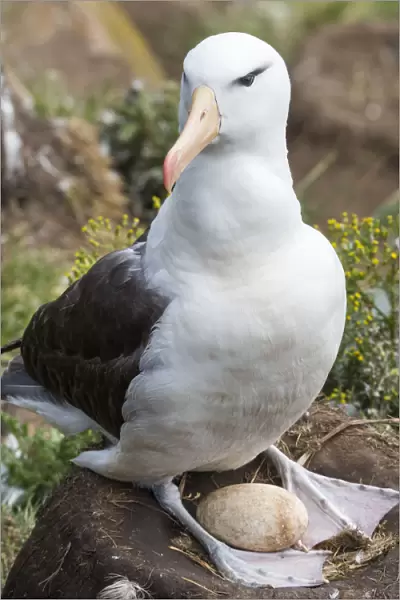 Adult black-browed albatross with egg on tower-shaped nest, Falkland Islands