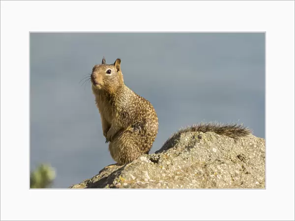 USA, California, San Luis Obispo County. California ground squirrel on rock. Credit as
