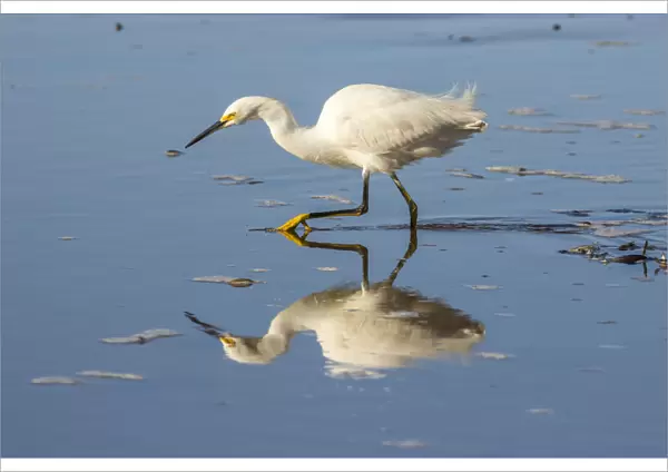 USA, California, San Luis Obispo County. Snowy egret reflects in ocean water. Credit as