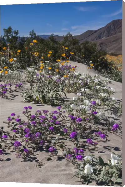 Wildflowers, Anza Borrego Desert State Park, California