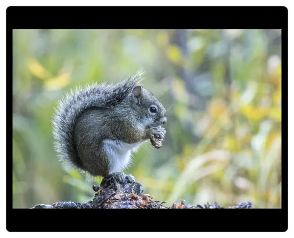 USA, Colorado, Indian Peaks Wilderness. Red squirrel eating pine cone