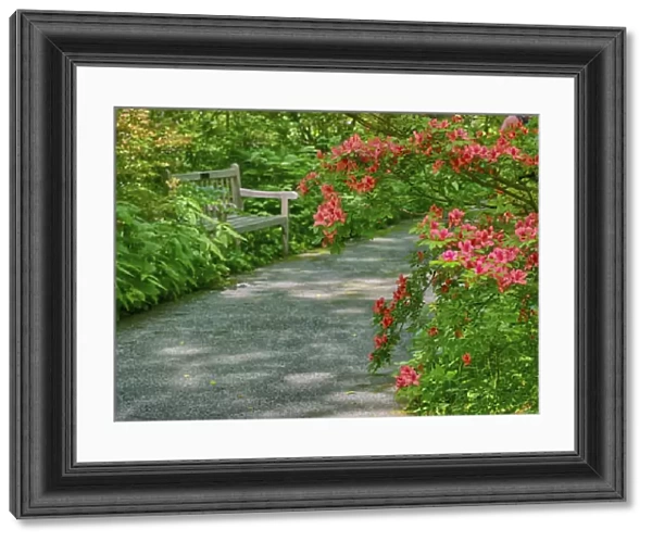 USA, Delaware. Walkway in a garden with azaleas and a park bench