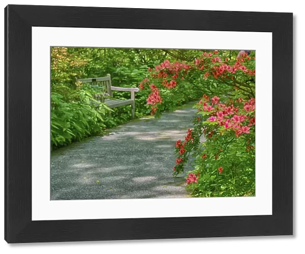 USA, Delaware. Walkway in a garden with azaleas and a park bench