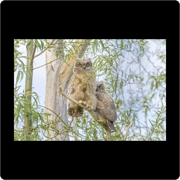 USA, Oregon. Juvenile Great horned owls
