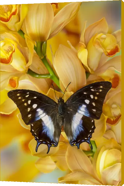 Polyura cognatus tropical butterfly on large golden cymbidium orchid