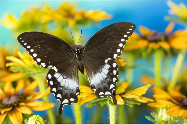 Pineville swallowtail butterfly, Papilio troilus, on hirta daisies