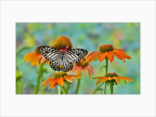 Tropical butterfly on orange cone flower