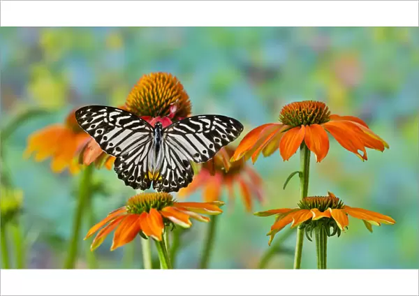 Tropical butterfly on orange cone flower