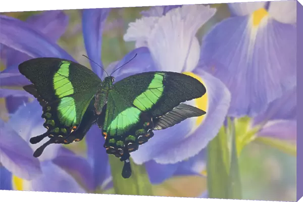 Green swallowtail butterfly, Papilio palinurus daedalus, in reflection with Dutch iris