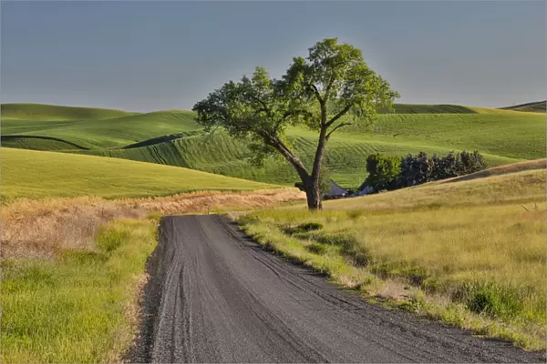 Gravel road and lone tree Palouse Country Eastern Washington