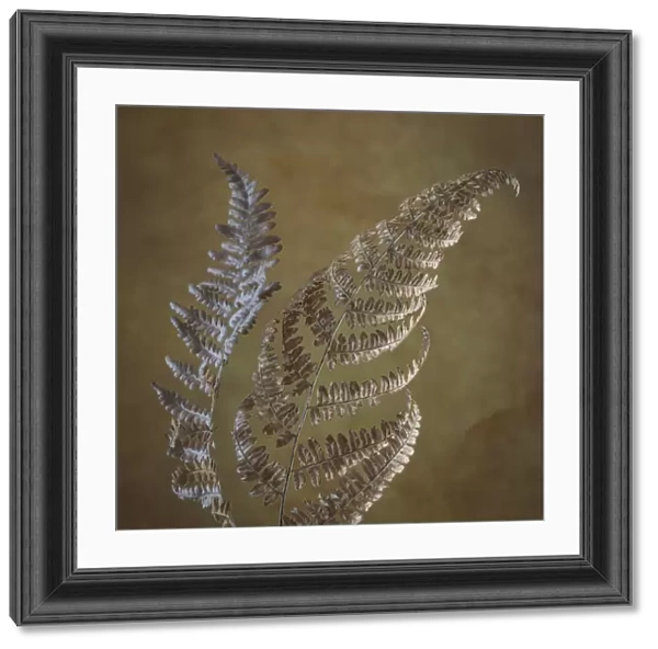 USA, Washington State, Seabeck. Dried bracken ferns close-up