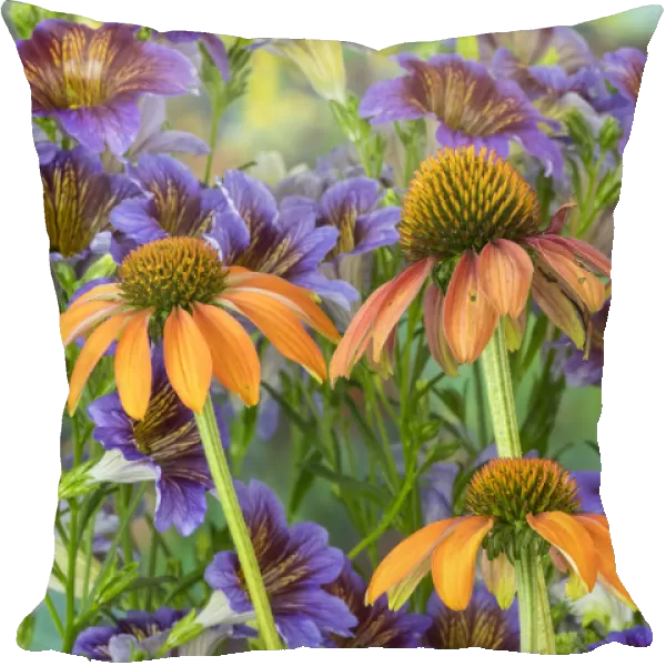 Orange cone flower with backdrop of purple painted tongue