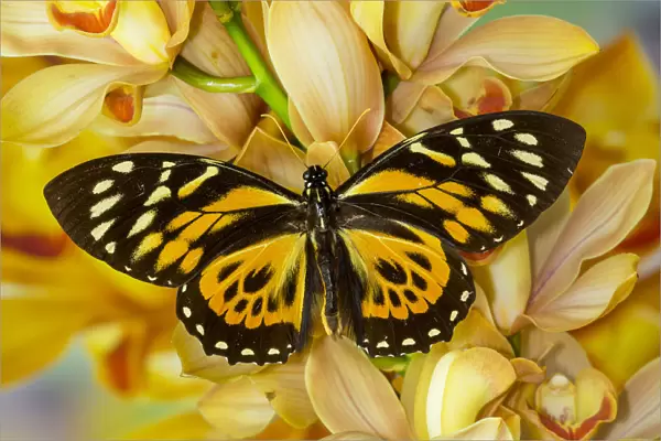 Orange and black butterfly, Papilio zagreuis, on large golden cymbidium orchid