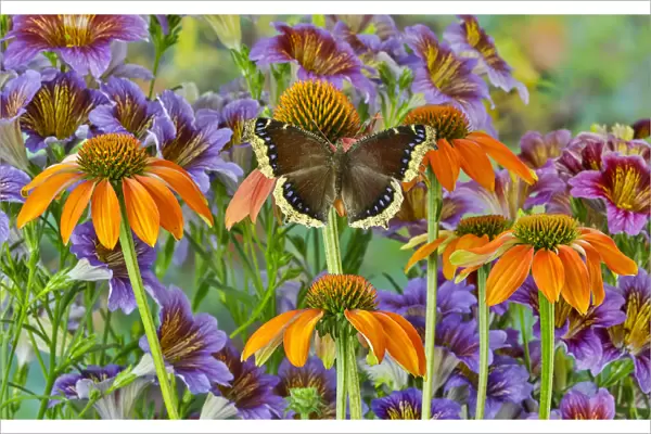 Orange coneflowers and painted tongue with resting mourning cloak butterfly
