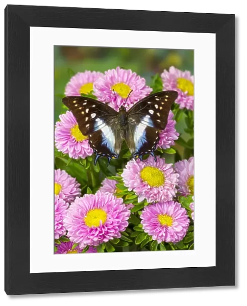 Tropical butterfly, Polyura cognatus, on pink flowering mums