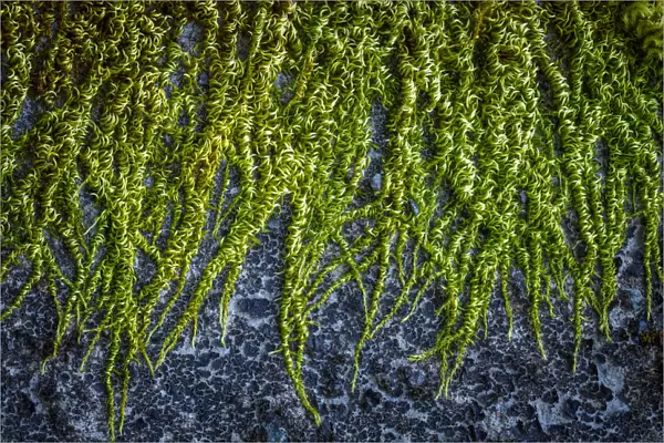 USA, Washington State, Beacon Rock State Park. Moss and lichens growing on concrete bridge