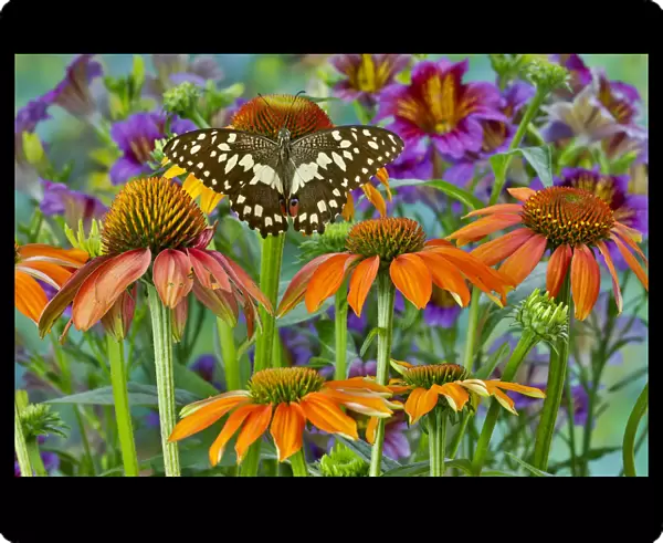 Orchard butterfly, Papilio demodocus on coneflower