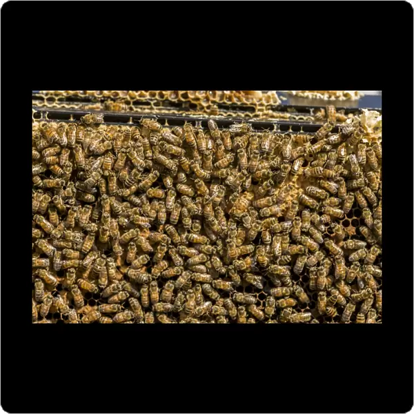 Maple Valley, Washington State, USA. Frames full of worker bees storing honey