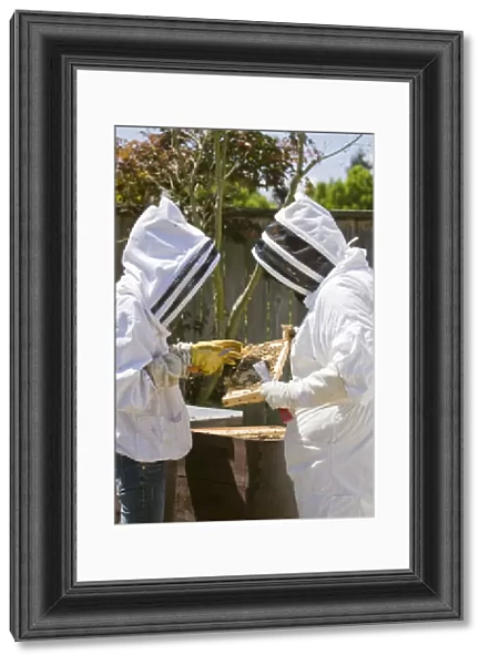 Seattle, Washington State, USA. Two beekeepers checking the health of the honey in a frame