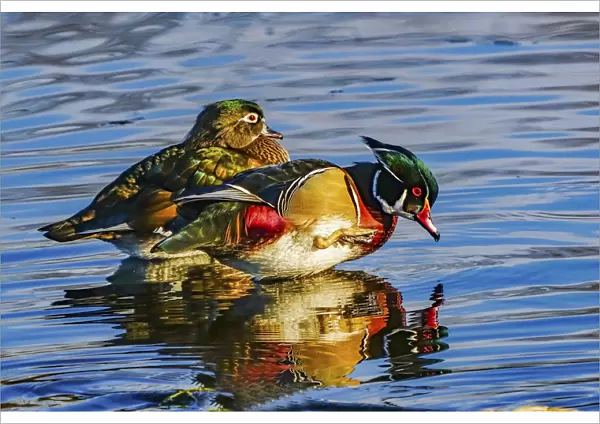 Male Carolina duck, Juanita Bay Park, Kirkland, Washington State