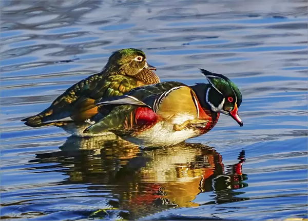 Male Carolina duck, Juanita Bay Park, Kirkland, Washington State
